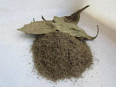 Buy Psychotria viridis (chacruna) leaves are a classic source in ayahuasca brews