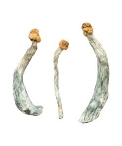view of the dense golden brown cap structure on a Creeper fungal specimen