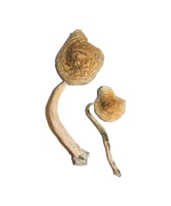 Cuban strain dried botanical specimens displaying slender stalks and distinct tan caps