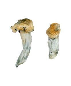 Gold Member strain dried botanical specimens displaying dense stalks and golden caps