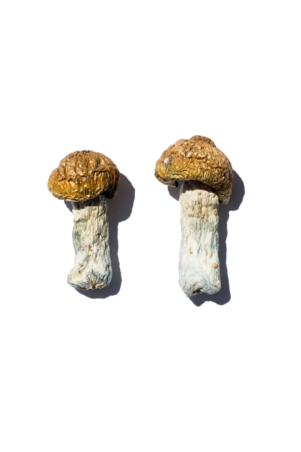 Hero strain dried albino fungal specimens displaying distinctive thick stalks and pale caps