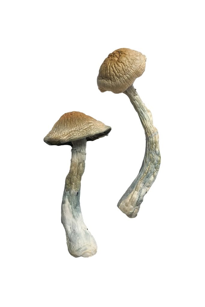 broad shallow orange tan cap structure on a HillBilly fungal specimen