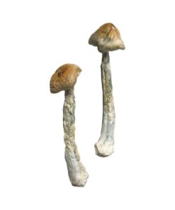 HillBilly strain dried botanical specimens displaying characteristically thick gnarled stalks