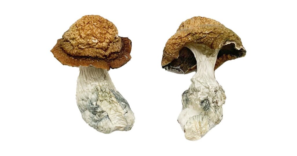 flat pale cap structure on a Makilla Gorilla fungal specimen
