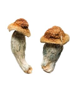 Melmac Homestead Penis Envy strain dried botanical specimens displaying characteristically thick gnarled stalks
