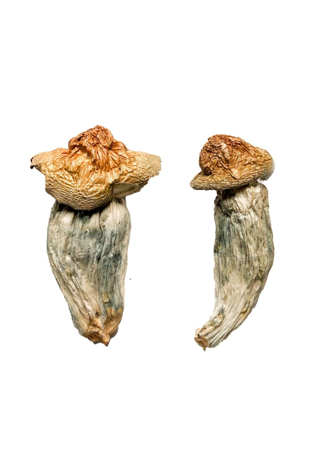 wavy split cap structure on a Melmac strain dense fungal specimen
