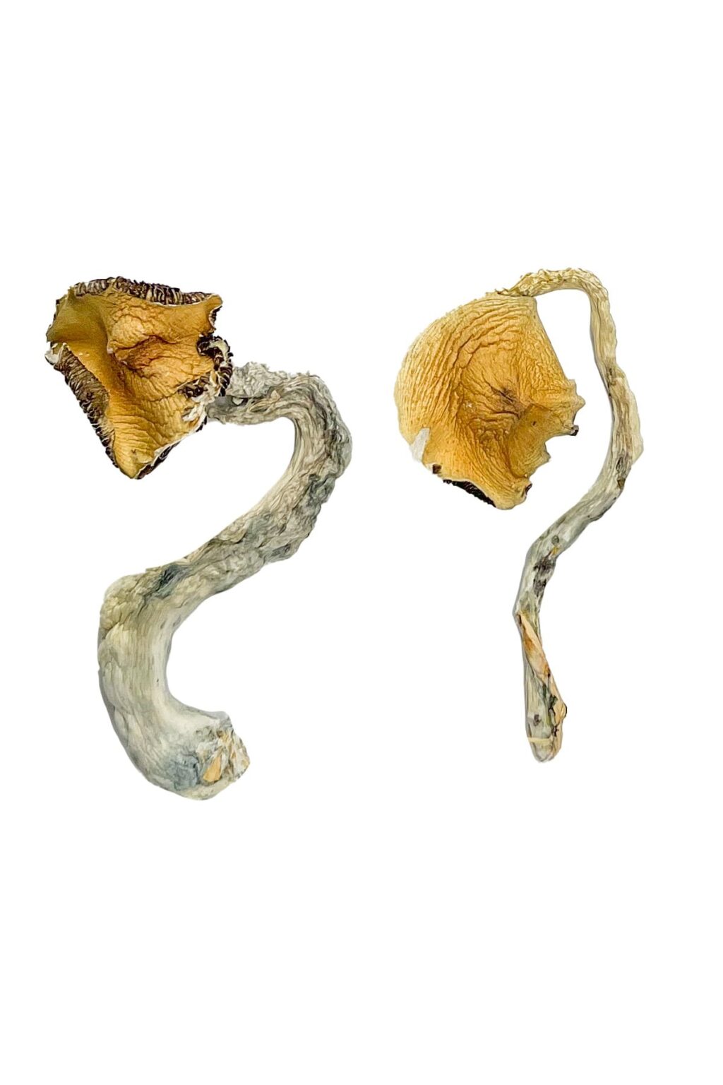 pale cap structure with distinct reddish brown spore tones on a Rusty Whyte fungal specimen