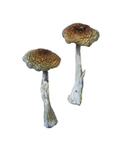 convex golden brown cap structure on an Aztecorum fungal specimen