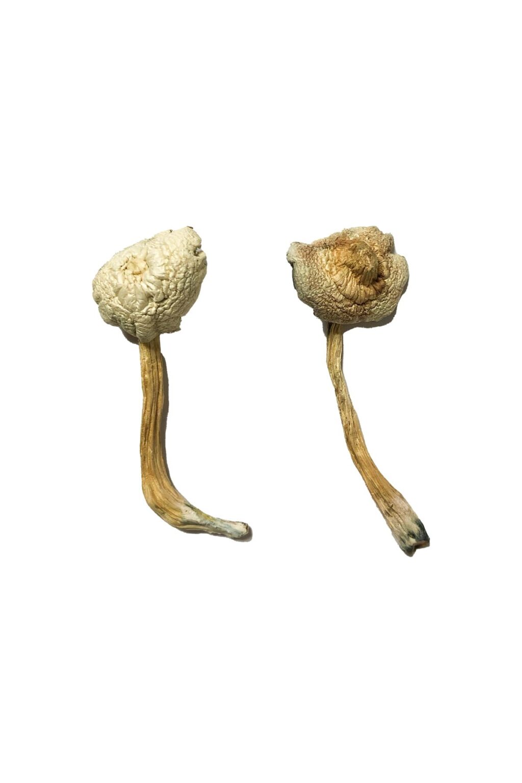 Rusty Whyte strain dried leucistic fungal specimens displaying slender ivory stalks and pale cream caps