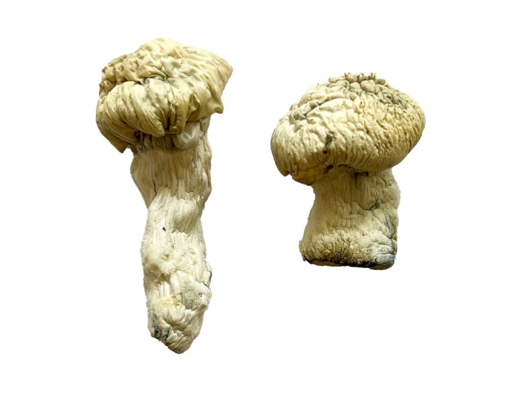 dense creamy white cap structure on a Shakti strain albino fungal specimen