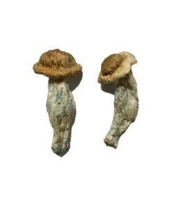 Shepherds Cut Penis Envy strain dried botanical specimens displaying characteristically dense thick stalks