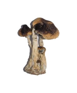 South American strain dried botanical specimens displaying slender stalks and distinct tan caps