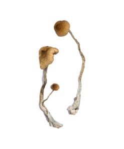 Syzygy strain dried botanical specimens displaying slender stalks and distinct tan caps
