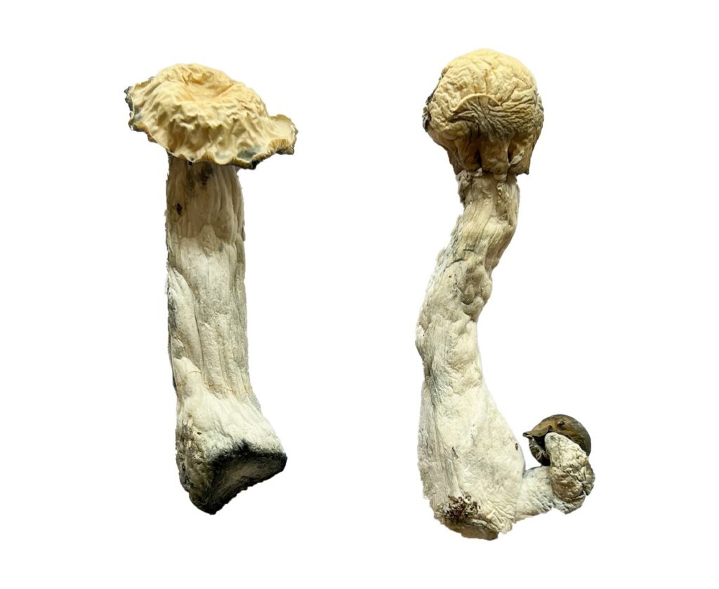 Trinity strain dried botanical specimens displaying thick stalks and distinct tan caps