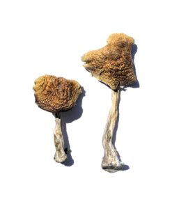 Wollongong strain dried botanical specimens displaying creamy white stalks and distinct golden brown caps