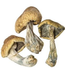 Cambodian strain dried botanical specimens displaying slender stalks and distinct tan caps