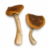 Wavy Caps strain dried botanical specimens displaying distinctive undulating chestnut brown caps